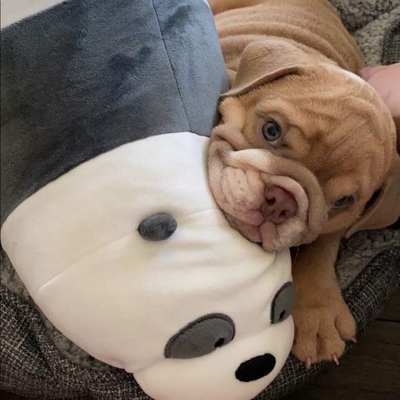 Meet your Posher, Jules - Picture 1 of 1